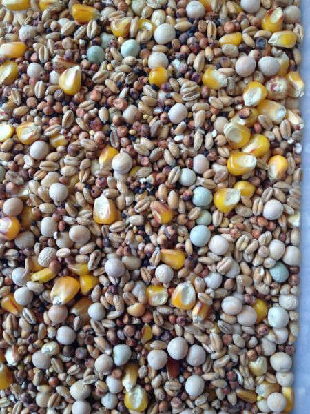 SPINNE Gut und Günstig Allzeit Spezial ohne Gerste